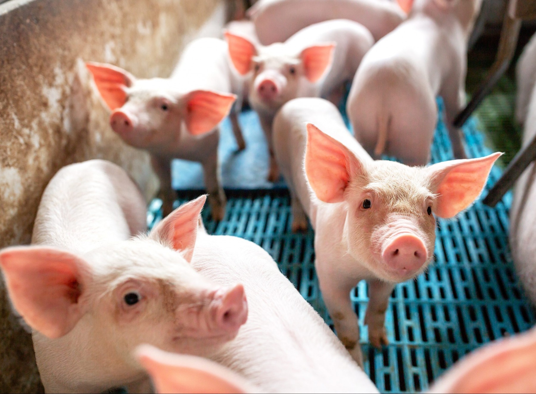 «Великолукский мясокомбинат» стал одним из трёх экспортёров свинины в Китай