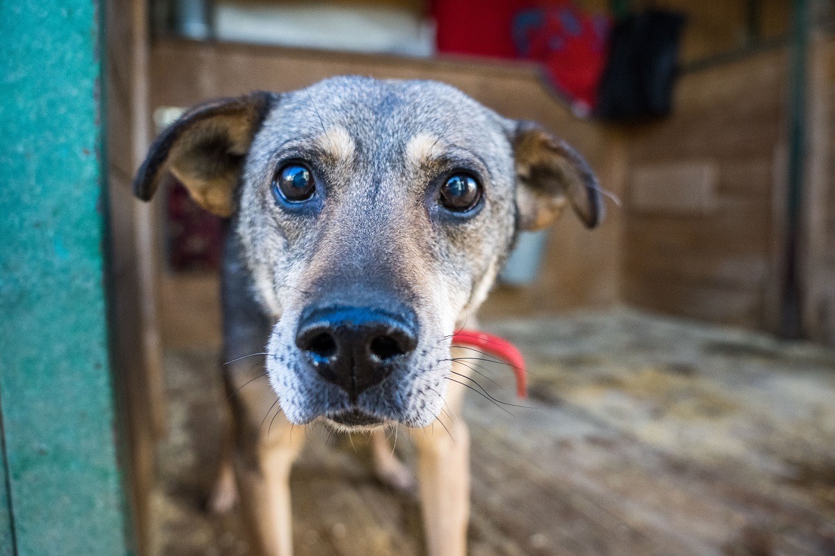 Администрация Пскова выделила более 2 млн рублей на отлов 80 бродячих собак