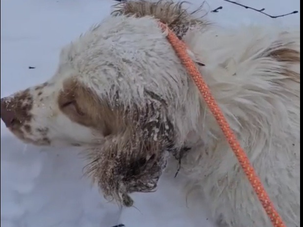 Прокуратура истребовала материалы проверки правоохранительных органов о выкинутых экс-чиновником Светланой Удовенко на мороз 25 собаках